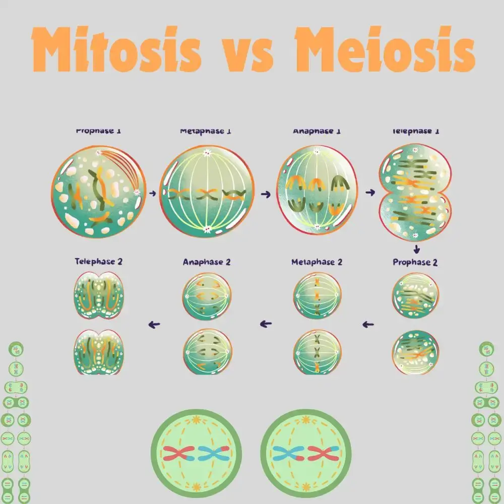 Mitosis vs Meiosis